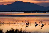 Salinas con Flamencos